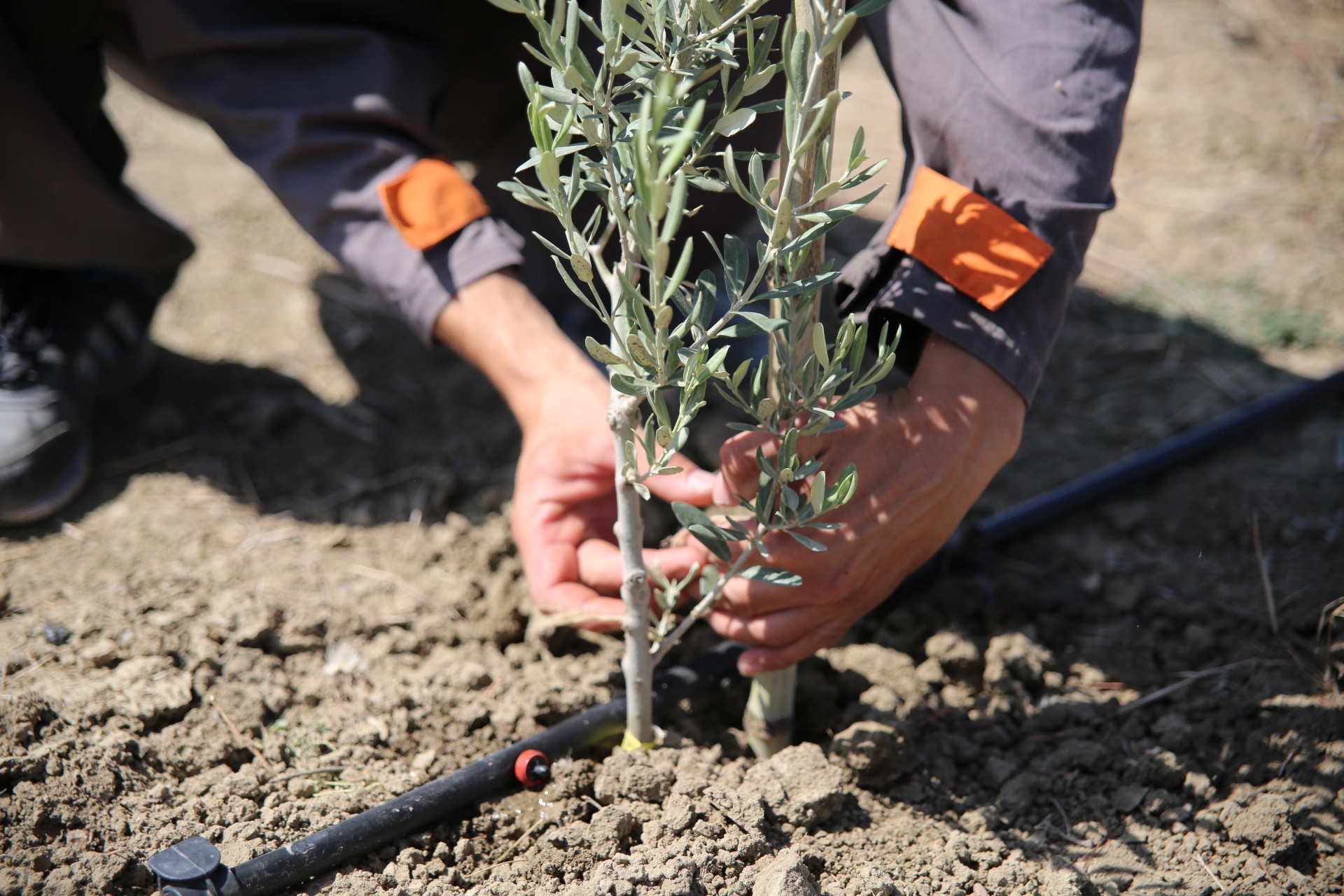Major Olive Revolution in Olive Press News Spain